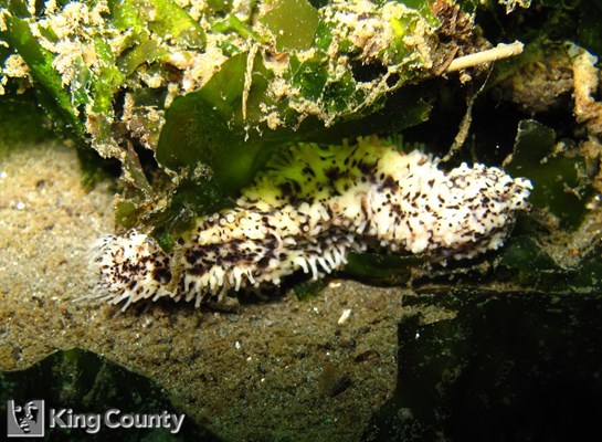 Photo of Cucumaria piperata